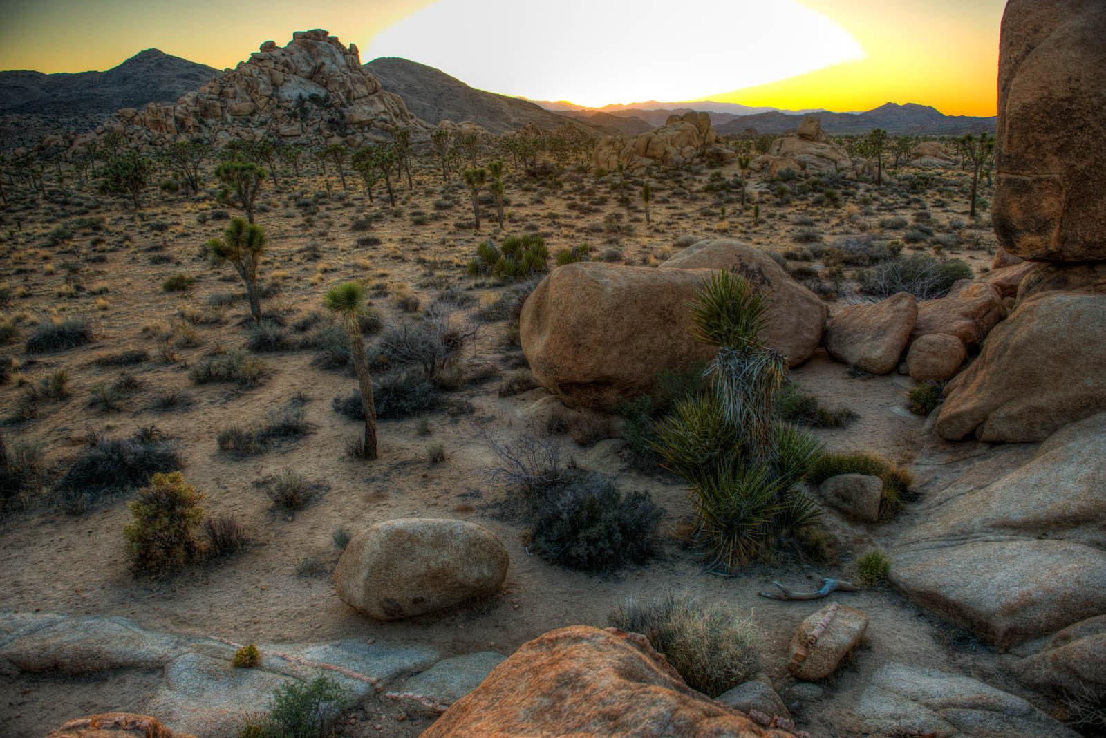 JoshuaTree_HDR_DSC_6190_1_2_3_4_tonemapped